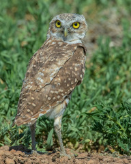 Burrowing Owl on the Texas Prairie 