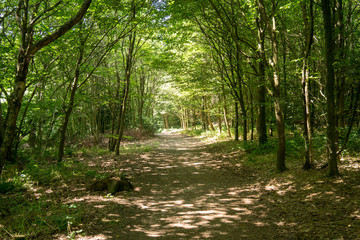 Woodland Forest Walk Path Hollow Tunnel
