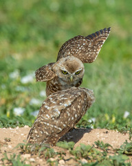 Burrowing Owl on the Texas Prairie 
