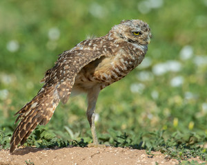 Burrowing Owl on the Texas Prairie 