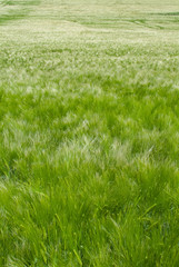 Fototapeta premium Green wheat field in the wind