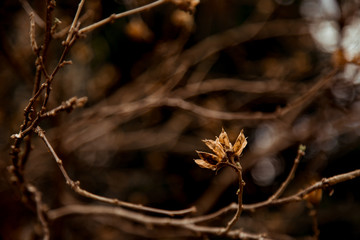 natural brown background, with dry plants. Copy space