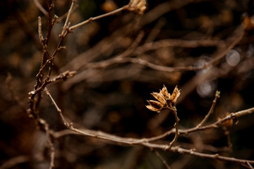natural brown background, with dry plants. Copy space