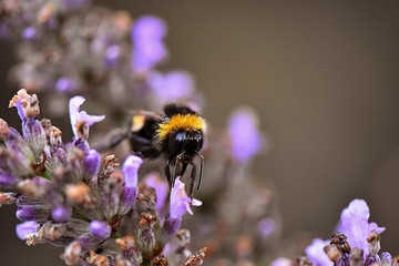 pszczoła, insekt na kwiatku lawendy