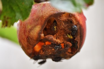 Owady zjadające wnętrze jabłka - obrazy, fototapety, plakaty