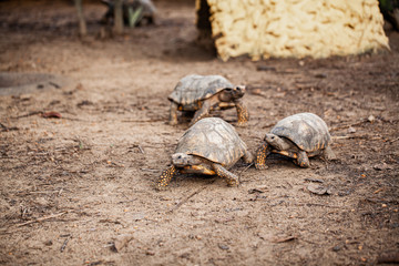 Obraz premium amazon turtles