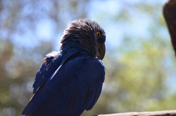 Obraz premium Animais da fauna brasileira como passaros, jacares, crocodilos, onças pintadas