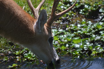 Animais da fauna brasileira como passaros, jacares, crocodilos, onças pintadas