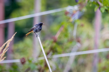 Black redstart (Phoenicurus ochruros)