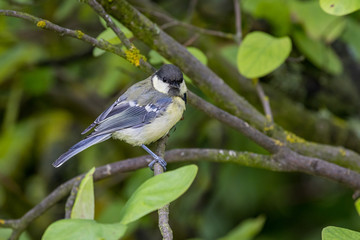 Obraz premium Young Great Tit (Parus major)