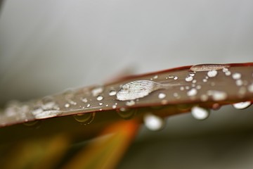 Krople deszczu na liściu juki