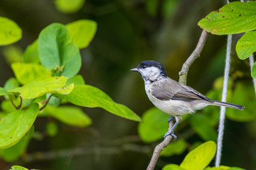 Marsh tit (Poecile palustris)