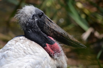 Animais da fauna brasileira como passaros, jacares, crocodilos, onças pintadas
