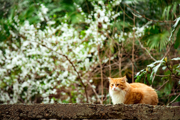 Fototapeta premium red domestic cat, lying on the street