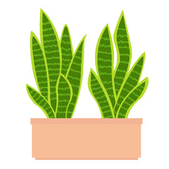 Sansevieria or snake plant on white background. Two houseplants in the pot. Vector cartoon illustration.