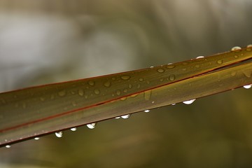 Fototapeta liść juki z kroplami deszczu obraz