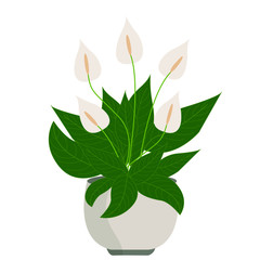 Peace lily or spathiphyllum on white background. Home plant in pot. Vector cartoon illustration.