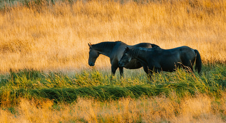 Two horses in feeding in the grass in summer