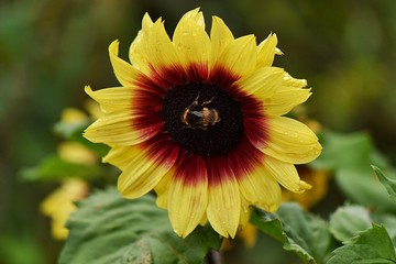 Słonecznik z pszczołą
