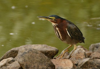 Green Heron