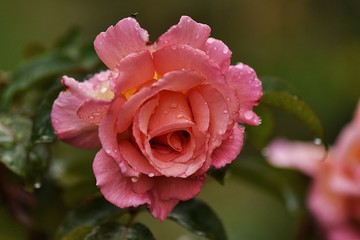 Różowa róża krople deszczu