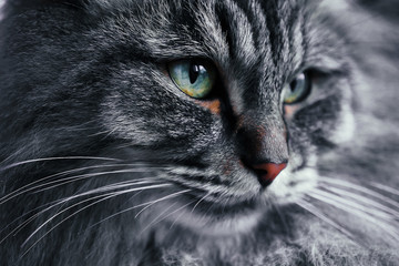 black cat portrait