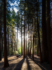 early morning sunlight through the trees