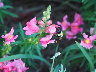Bumble Bee Visiting Snap Dragons
