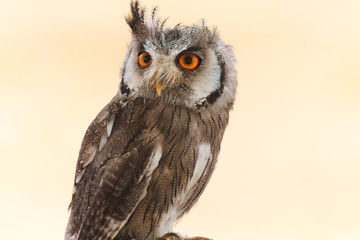 European Scops Owl