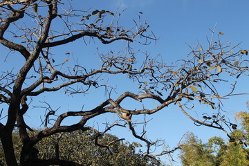 tree in the sky