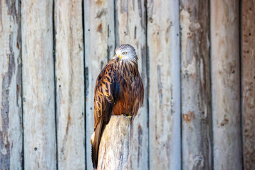 view of a red kite, Milvus milvus, he a medium large bird of prey in the family Accipitridae