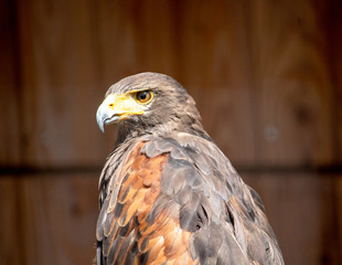 View of a Harris hawk, Parabuteo unicinctus, formerly known as the bay winged hawk or dusky hawk,...