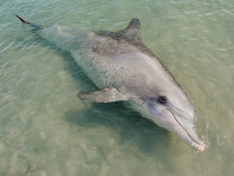 Dolphin - Monkey Mia, Australia 