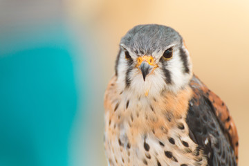 Small Hawk Bird Of Prey Display