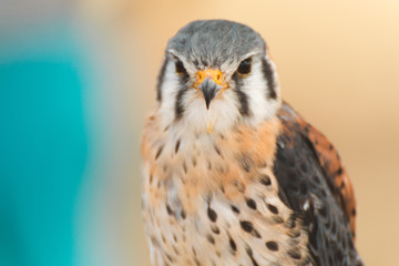 Small Hawk Bird Of Prey Display