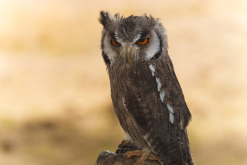European Scops Owl