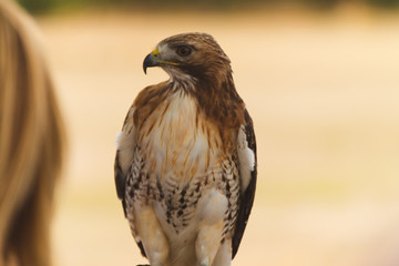 Hawk Bird of Prey Display