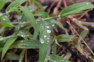 Water droplets on leaf blade 2