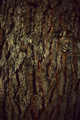 tree bark texture