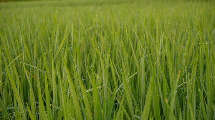 green rice field