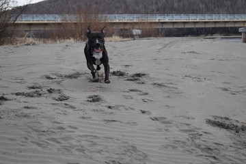 dog on the beach