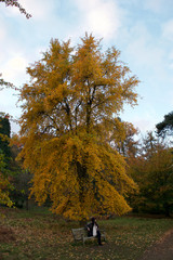 A lady sitting on a bench beneath a bright golden autumnal tree