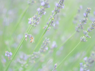 ラベンダーから蜂蜜を集める蜜蜂