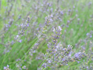 ラベンダー