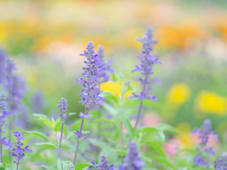 Obraz premium 花畑・ラベンダー