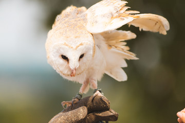 Barn Owl Bird Of Prey Falconry Display