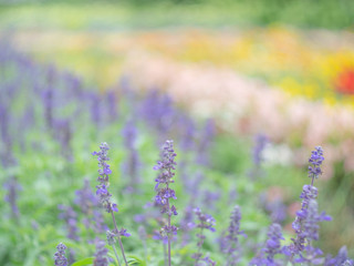 Naklejka premium 花畑・ラベンダー