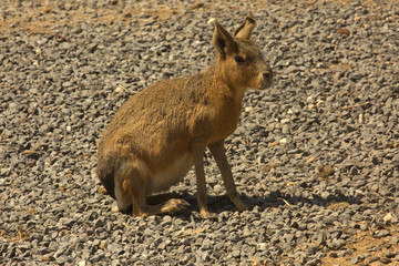 The  Patagonian mara (Dolichotis patagonum).