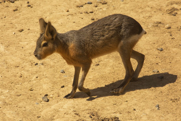 The  Patagonian mara (Dolichotis patagonum).