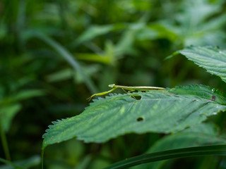 こっちを見るカマキリ